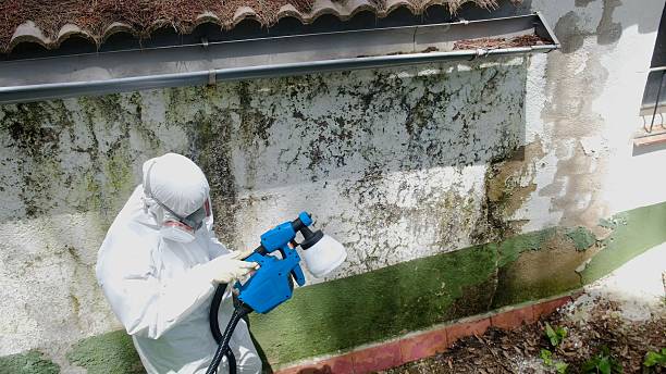 Top rated local Attic Mold Remediation specialists in Springfield, OR